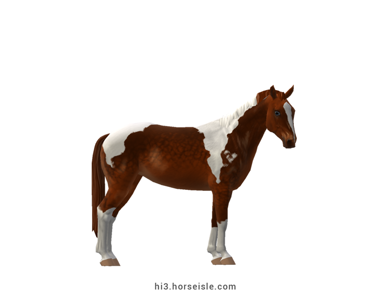 Austrian Pinto Riding Horse Red Chocolate Chestnut Tobiano Coat
